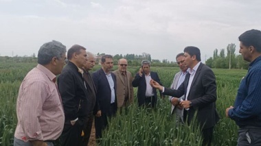 بازدید معاونت پژوهشی از مزارع آزمایشی غلات ایستگاه تحقیقات میاندوآب