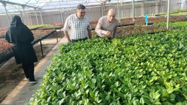 نهالستان های آذربایجان غربی زیر ذره بین سلامت؛ همکاری موسسه ثبت و گواهی بذر و نهال با بخش تخصصی در استان