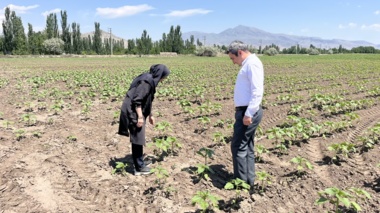 بازدید از مزرعه آزمایشی آفتابگردان در خوی با هدف بررسی تراکم جمعیت دانه‌خوار آفتابگردان
