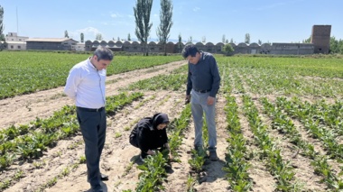 در راستای اجرای برنامه‌های پایش آفات زراعی و مدیریت سلامت گیاهان در محصولات روغنی بازدید از مزارع کلزا در ایستگاه تحقیقات کشاورزی خوی انجام شد