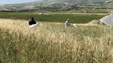 جمع‌آوری پوره سن از مزارع گندم آذربایجان غربی جهت بررسی اثر آن بر ویژگی‌های ریولوژیک دانه‌ها