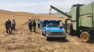 برگزاری عملیات کیل‌گیری محصول نخود دیم در شهرستان مهاباد