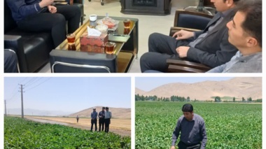 بازدید فنی از آزمایش پایلوت ارقام چغندرقند در پیرانشهر
