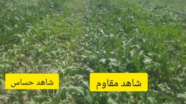 بازدید فنی رییس بخش چغندرقند مرکز تحقیقات کشاورزی آذربایجان غربی از آزمایش‌های ایستگاه تحقیقات خوی