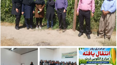 روز انتقال یافته‌های تحقیقاتی در مزارع الگویی ذرت شهرستان نقده برگزار شد